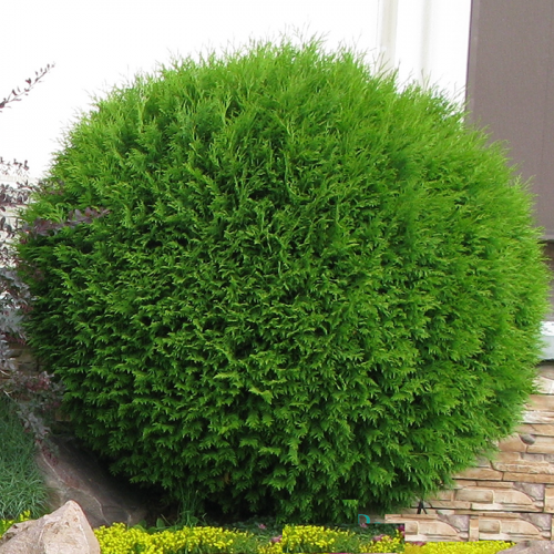 thuja_occidentalis_globosa1