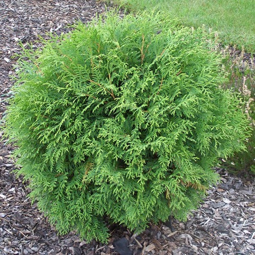 thuja_occidentalis_globosa2