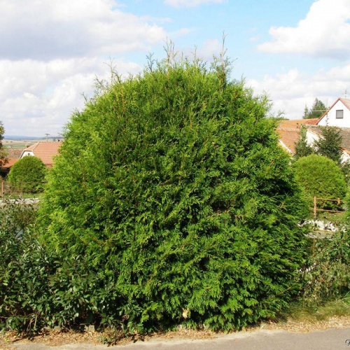thuja_occidentalis_globosa3