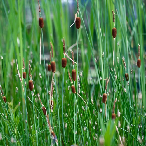 typha_minima