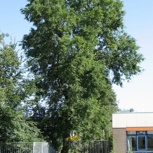 ulmus_pumila