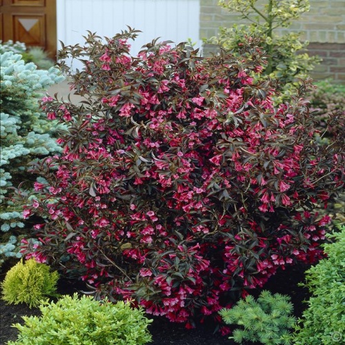 vajgela_waigela_florida_alexandra