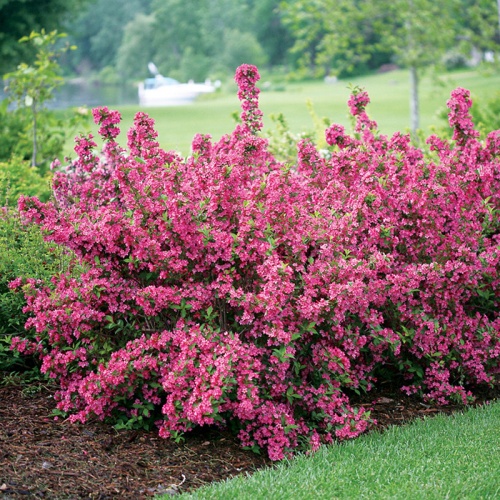 vajgelad-weigela