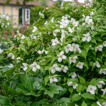 jasmin__philadelphus_corunaria