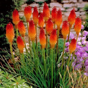 kniphofia_uvaria
