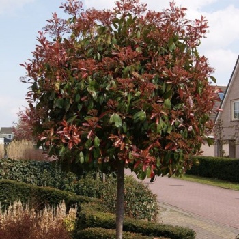 photinia_fraseri_red_robin