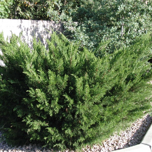 juniperus_chinensis_sea_green1
