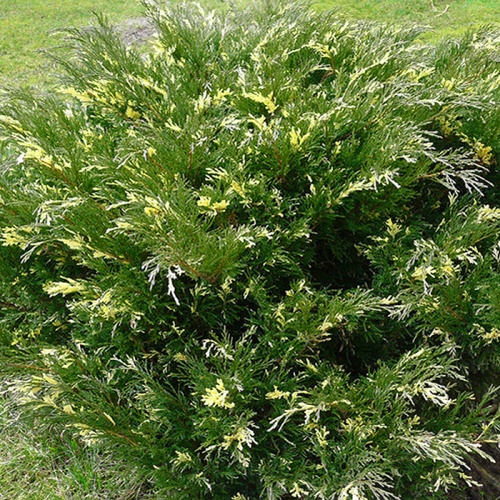 juniperus_sabina_albovariegata2