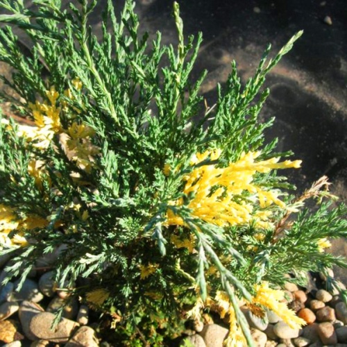 juniperus_sabina_albovariegata3