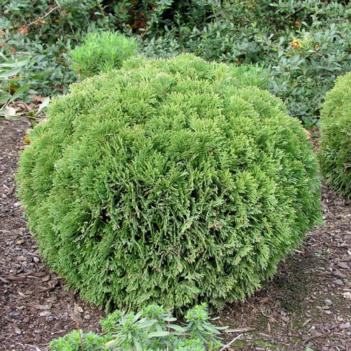 thuja_occidentalis_danica