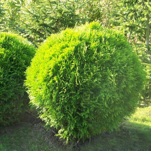 thuja_occidentalis_danica2