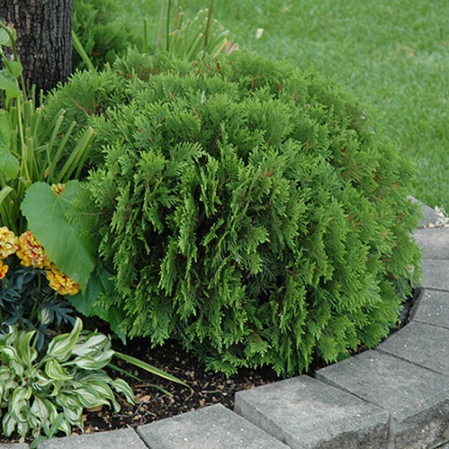 thuja_occidentalis_danica3