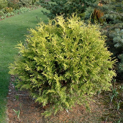 thuja_occidentalis_golden_globe2