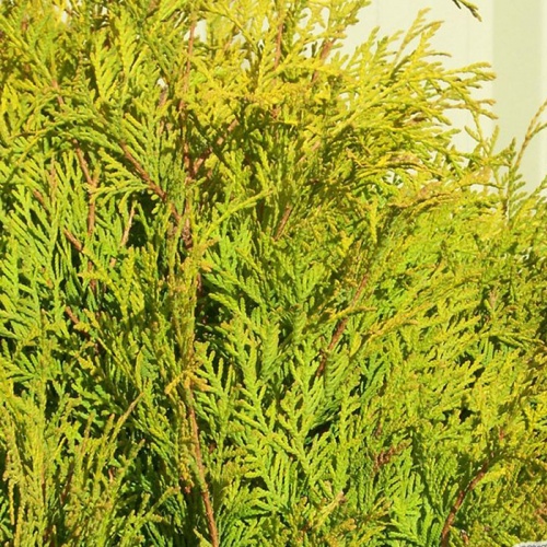 thuja_occidentalis_golden_globe3