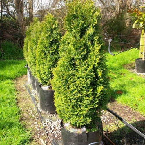thuja_occidentalis_holmstrup3