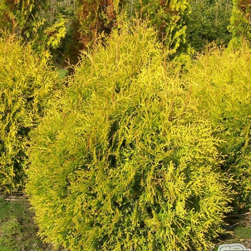 thuja_occidentalis_rheingold1