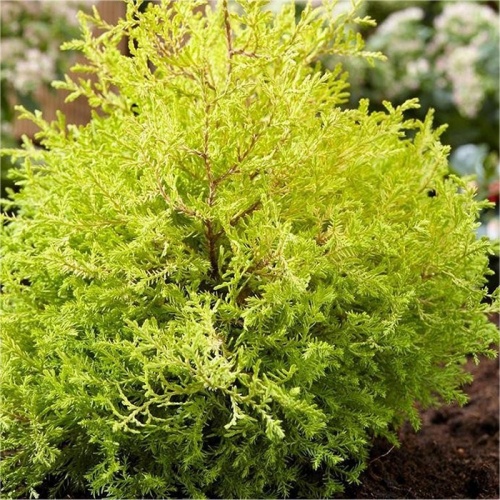 thuja_occidentalis_rheingold2