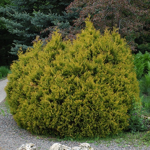 thuja_occidentalis_rheingold3