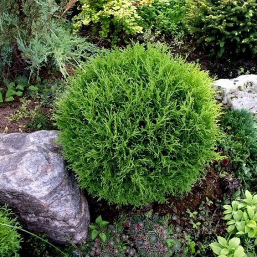 thuja_occidentalis_tiny_tim2